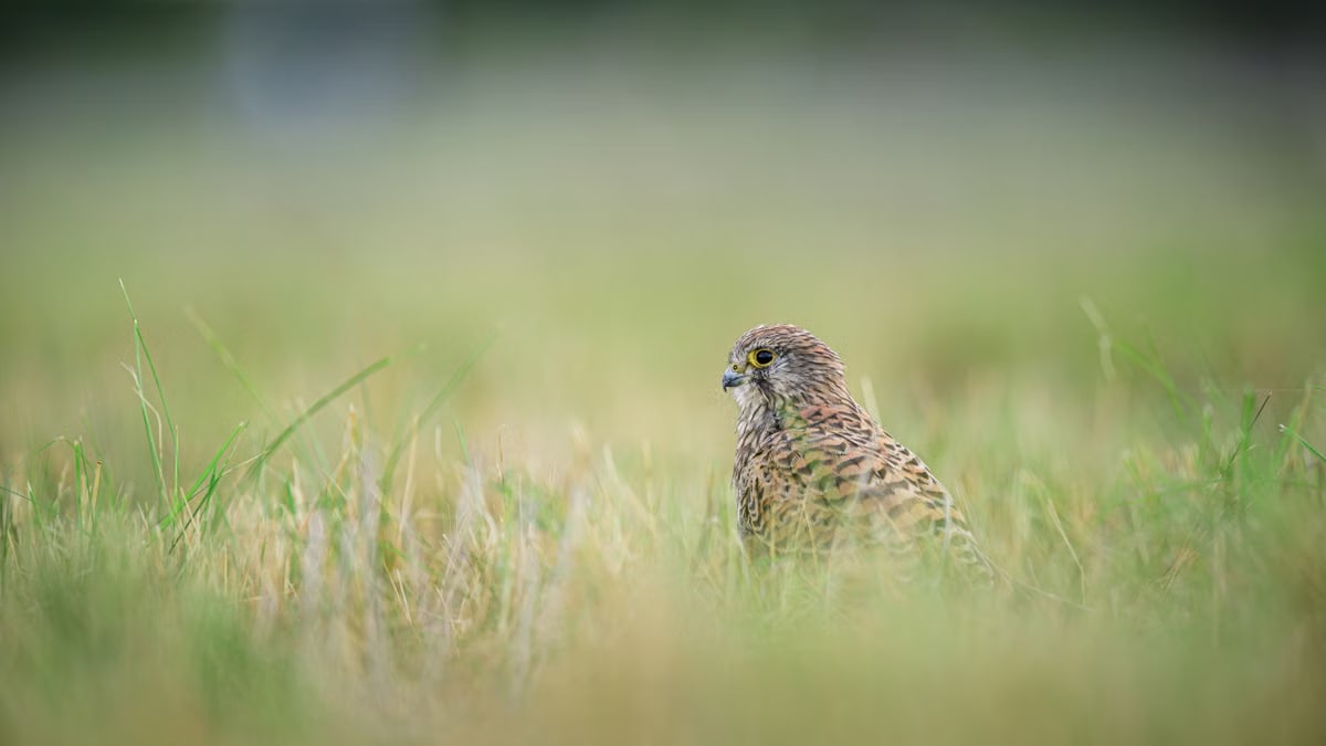 Spotted kestrel (Falco moluccensis) standing in grassy field, Berlin, Germany wildlife.